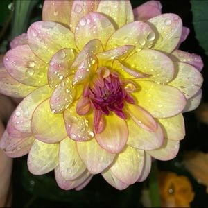 Meet your Posher, Angel